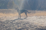 Dog on a Ridge