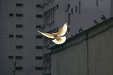 On War and Peace