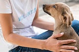 Benefits of Foster-to-Adopt Process for Pets