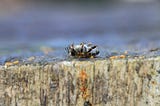 The small amounts that killed this bee are devastating to a human’s system digestive system.