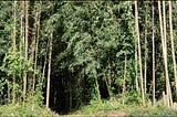 Uncovering the Hidden Secrets of Traditional Japanese Earthen Walls