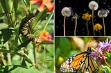 A collage of three photos showing a monarch caterpillar, a monarch butterfly, and dandelions in various stages of their life cycle, from flower head to puff ball