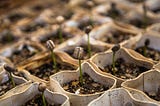 From cardboard cartons, sprout tens of small beans.