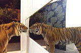 Exhibition Review: Sleeping with a tiger