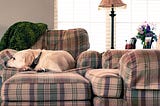 Why Your Dog Doesn’t Care What Kind of Bed You Give Him