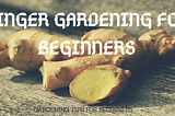 Ginger Gardening for Beginners!