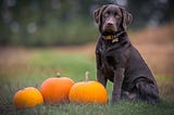 Black labrador dog sitting on the grass next to three orange pumpkins.