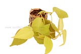 Philodendron-Oxycardium-Golden