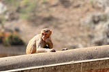 A monkey on a wall, looking pensive.
