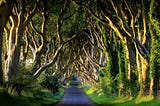 Atardecer en Dark Hedges avenue en Bregagh Road, Condado de Antrim, Irlanda del Norte, Reino Unido.