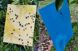 Yellow Sticky Sticky Traps