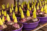 Plantation de bulbes d’automne pour la saison prochaine!