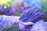 The Health Benefits of Lavender