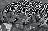 More Zebras Saw than Unicorns
