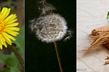 The Hidden Treasure of Dandelions:
​Nutrition, Antioxidants, and Health Benefits