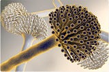 Biotechnology Beyond Earth
