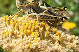 Two grasshoppers mating