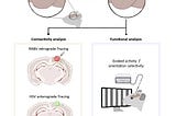 New Discoveries in Adult Hippocampal Neurogenesis