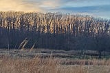 View across the meadow at sunset with tree line silhouette in background