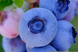Wild Blueberries