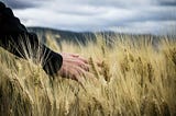 Person’s Hand Touching Wheat Grass