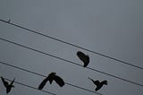 Silhouettes of wild parrots taking off from electrical lines