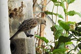 Where have you been, Indian Sparrow ?