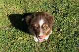 4 Human Lessons From Raising A Puppy In A Pandemic