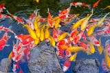 koi pond