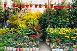 Plants & Roses, the eco-flower shop of the future (Part II)