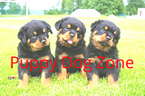 Rottweiler Puppies: All You Need to Know
