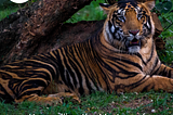 Unravelling the Mystery of Black Tigers: Fascination & Flaws — Grow-Trees Blog