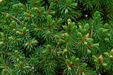 Alpine Fir Trees: Majestic Evergreens of the High Mountains|| Abies lasiocarpa