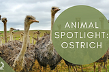 Animal Spotlight: Ostrich