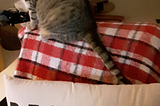 My blind cat, Scout on chair with pillow that says reserved for the cat for an article that asks the question do we deserve pets?