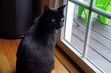 Black cat looking out door