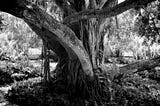 A greyscale photo of a large, durable tree growing out of the ground surrounded by plants and fauna.