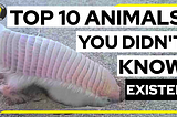 Top 10 Animals You Didn’t Know Existed