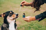 Tips and Tricks for Buying Pet-Friendly Hemp Products