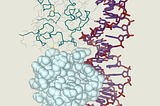 Cro protein complex with DNA. Picture created by Abalone program. P99am, CC BY-SA 3.0, via Wikimedia Commons