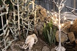 An animal skull nestled under some dry cactus, beside a lighted tree