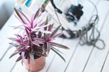 How much I make selling plants on Etsy