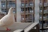white pigeon and grey pigeon standing on a chair on a balcony