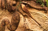 Why Are There More Ancient Fossils Than Modern Fossils?