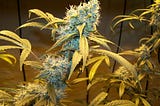 Northern Lights Cannabis Strain Review