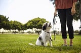 How to train a puppy to walk on a leash