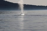 In the Belly of the Whale