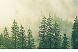 A photograph of a conifer forest in fog