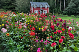 A picturesque two-storey red cottage in a clearing surrounded by tall fir trees. A fully blooming garden of colorful dahlias in the foreground.