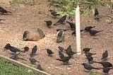 A flock of blackbirds are eating seed on the ground with a groundhog and a gray squirrel